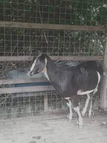 Ibu kambing  bunting