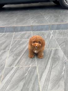 Male poodle puppy
