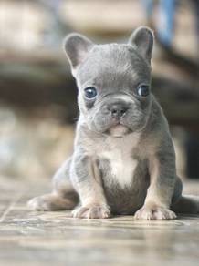 FRENCH BULLDOG PUPPIES S208🌻Cute Puppy Available