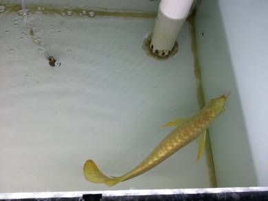arowana 24k golden crossback 10 inch
