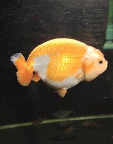 goldfish (ranchu) 