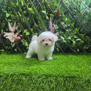 Purebred Bichon Frise Male Puppy