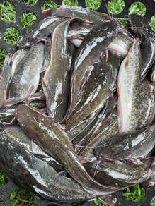 Ikan keli ikan lele ikan segar