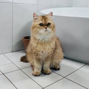 Kucing BLH BSH NY25 Golden Cat