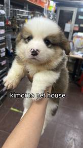 柯基长毛男 
Corgi long short male