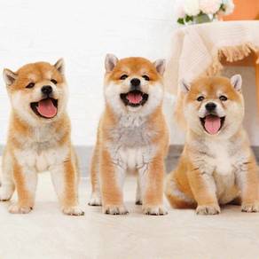 Shiba inu