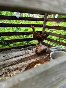 ayam