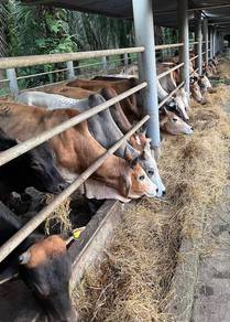 Lembu Korban