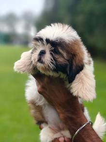 shihtuz