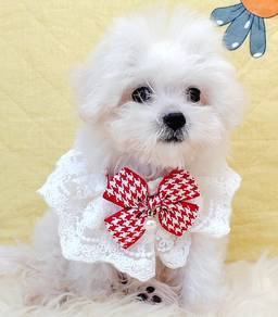 Bichon Frise
