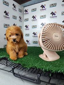 Tiny small size poodle
