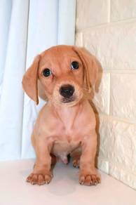 J0103 Dachshund Long Ears Sweet Eyes Puppy