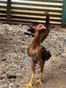 Ayam sabung