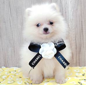 Pomeranian