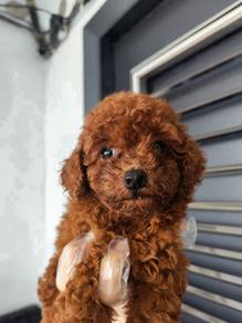 Super dark red  toy poodle