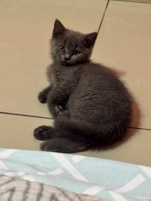 Bsh