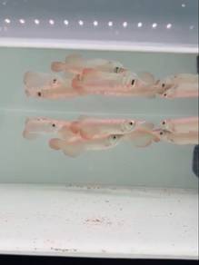 AROWANA Super Red 4inch