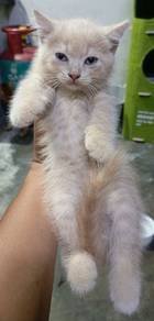 Persian X BSH