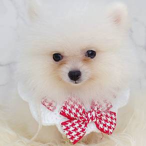 Pomeranian