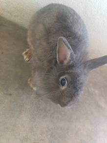 Dwarf rabbit Adoption