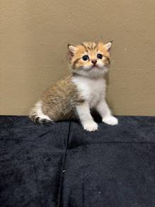 Golden Tabby & White Short Hair