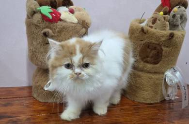 Persian kitten available for sale 