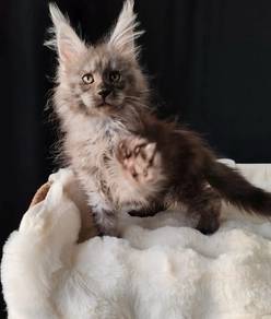 Maine Coon Girl From 🇷🇺