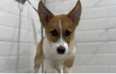 Pembroke Welsh Corgi