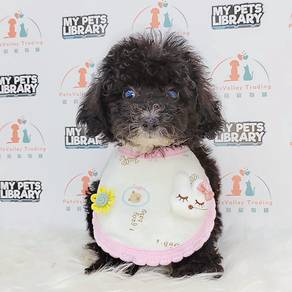 PoodleToy