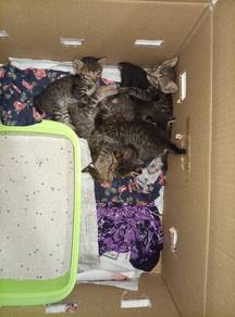 anak kucing.free