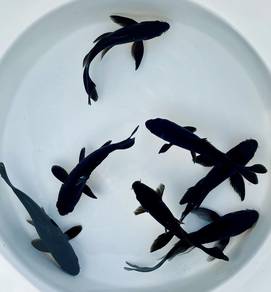 Black Butterfly Koi