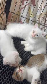 Cat for Adoption