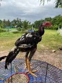 Ayam ratu