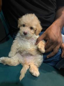 shihpoo