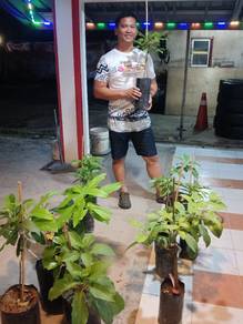 grafted avocado plant 
