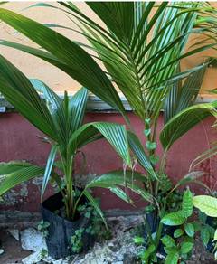 pokok kelapa pandan siap polibeg