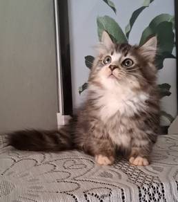 Munchkin Supershort kitten