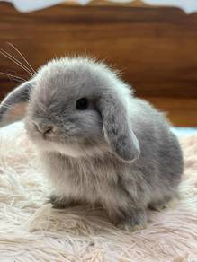 Holland lop