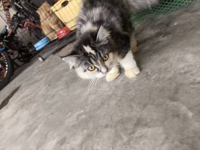 parsi cat