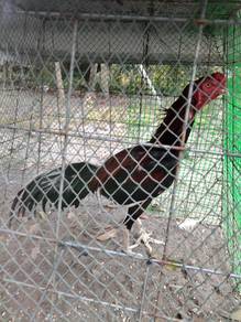ayam Baka baik
