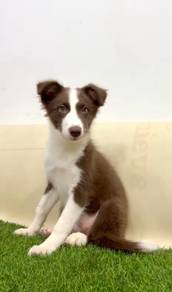 Border collie chocolate tri color MKA
