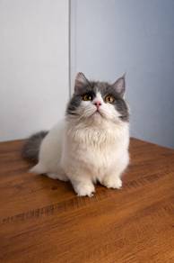 Napoleon🇨🇳shortleg calico