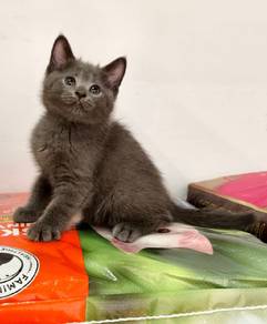 bsh kitten male