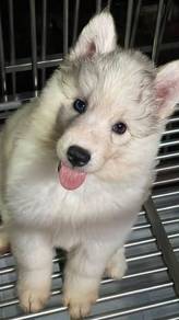 SIBERIAN HUSKY PUPPIES VIP08🌻 Male-Female