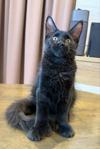 Polydatyle 6 Toes Black Smoke Mainecoon