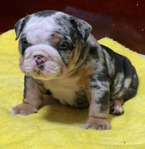 ENGLISH BULLDOG PUPPIES Male C004