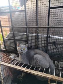 bsh