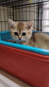 British Short hair shorthair bsh golden ny25 
