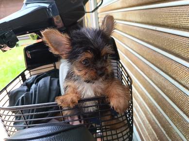 Yorkshire Terrier Puppy