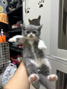 Bicolour Bsh blue